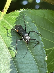 Anoplius samariensis