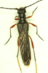 Necydalis diversicollis