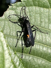 Anoplius samariensis