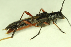 Necydalis diversicollis