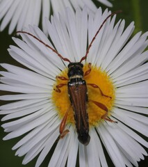 Stenopterus flavicornis