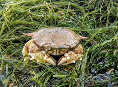 Matuta
