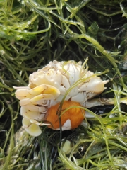 Matuta