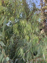 Eucalypteae