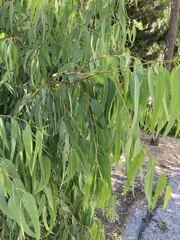 Eucalypteae