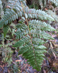 Hypolepis rugosula
