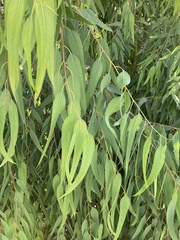 Eucalypteae