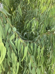 Eucalypteae