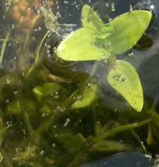 Lindernia anagallidea