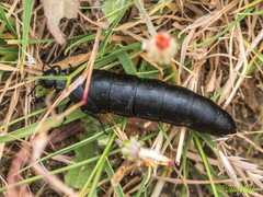 Berberomeloe tenebrosus