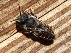Megachile