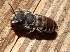 Megachile