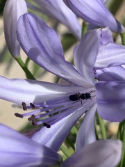 Ceratina cucurbitina