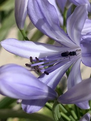 Ceratina cucurbitina