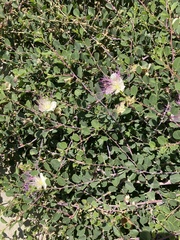 Capparis zoharyi