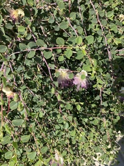 Capparis zoharyi