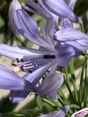 Ceratina cucurbitina
