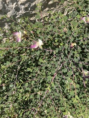 Capparis zoharyi