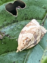 Adoxophyes honmai