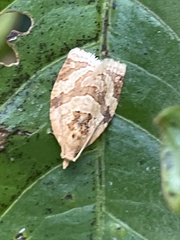 Adoxophyes honmai