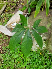 Xanthosoma wendlandii