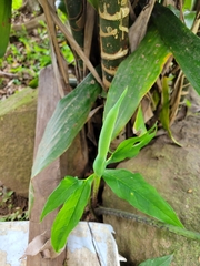 Xanthosoma wendlandii