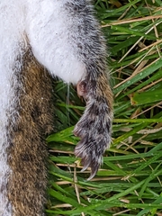 Sciurus carolinensis