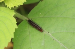 Ariadne ariadne