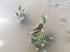 Gampsocleis sedakovii