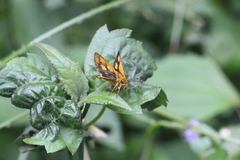 Ampittia dioscorides