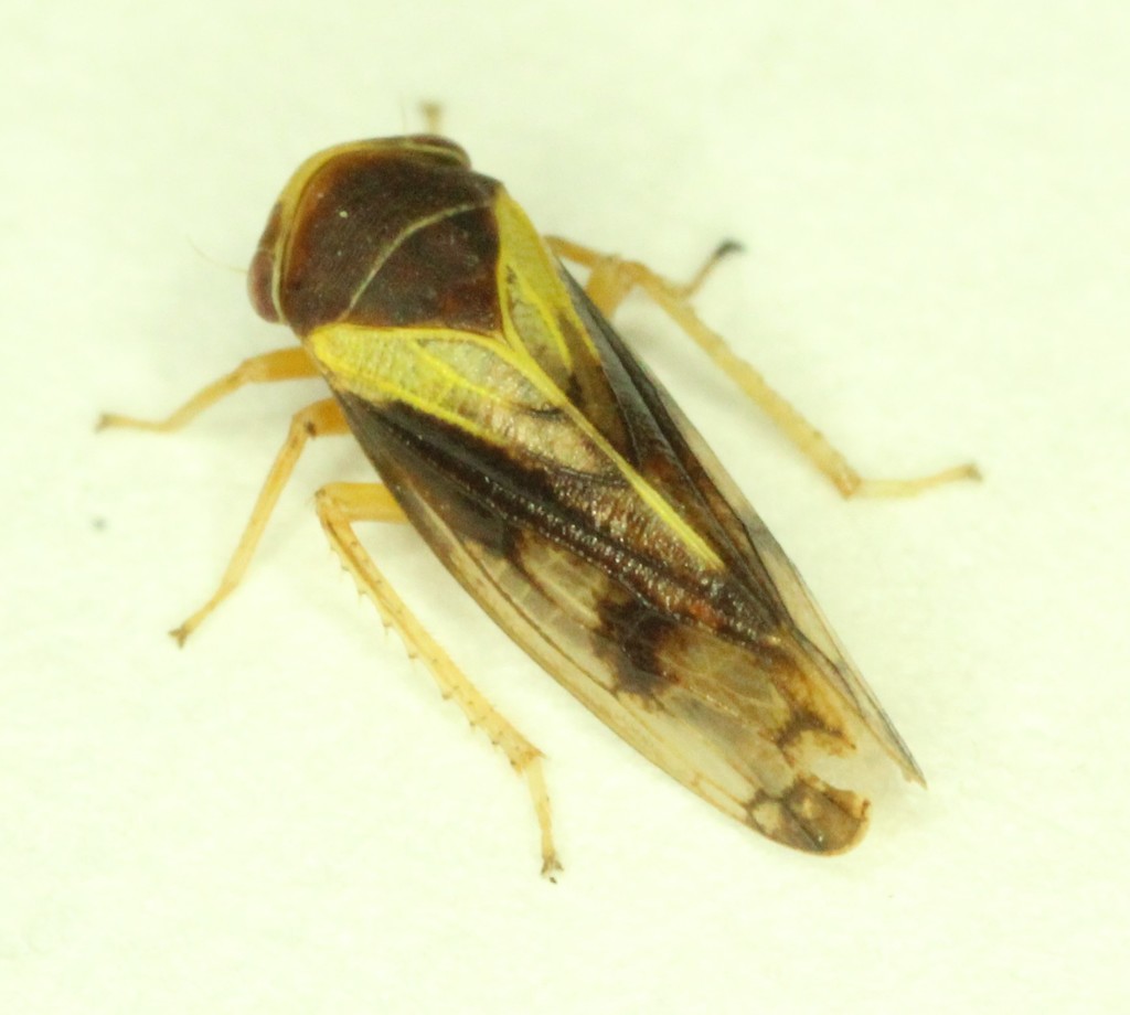 Oncopsis californica