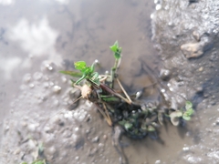 Gampsocleis sedakovii