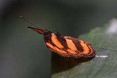 Pantoporia paraka