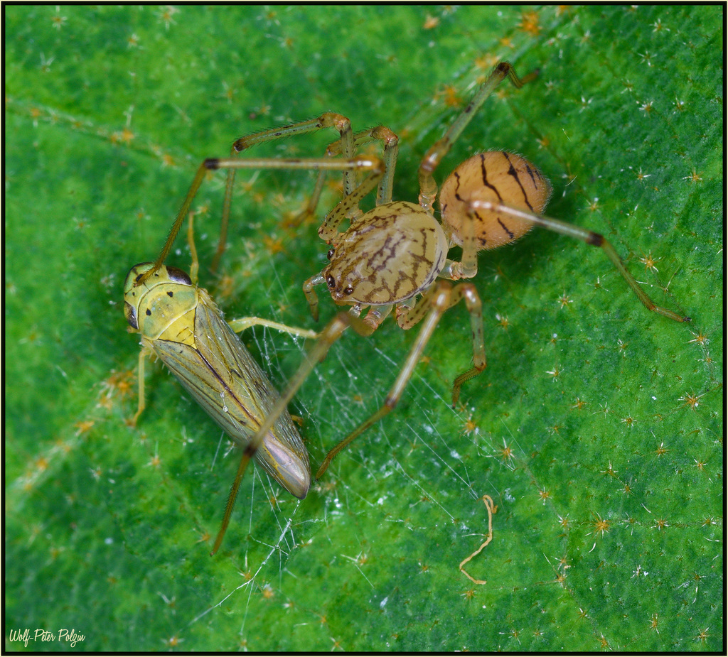 Scytodes cogu
