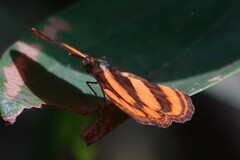 Pantoporia paraka