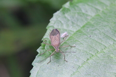 Homoeocerus dilatatus