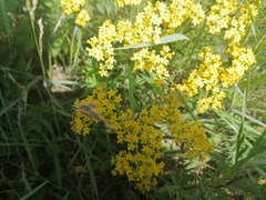 Patrinia rupestris