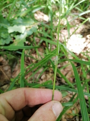Carex pilosa