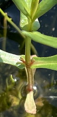 Ammannia robusta