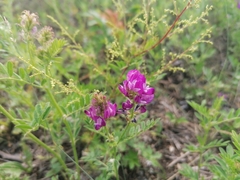 Astragalus davuricus