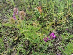 Astragalus davuricus