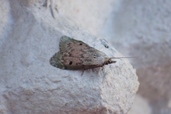 Aphomia sociella