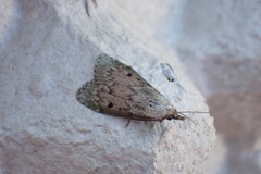 Aphomia sociella