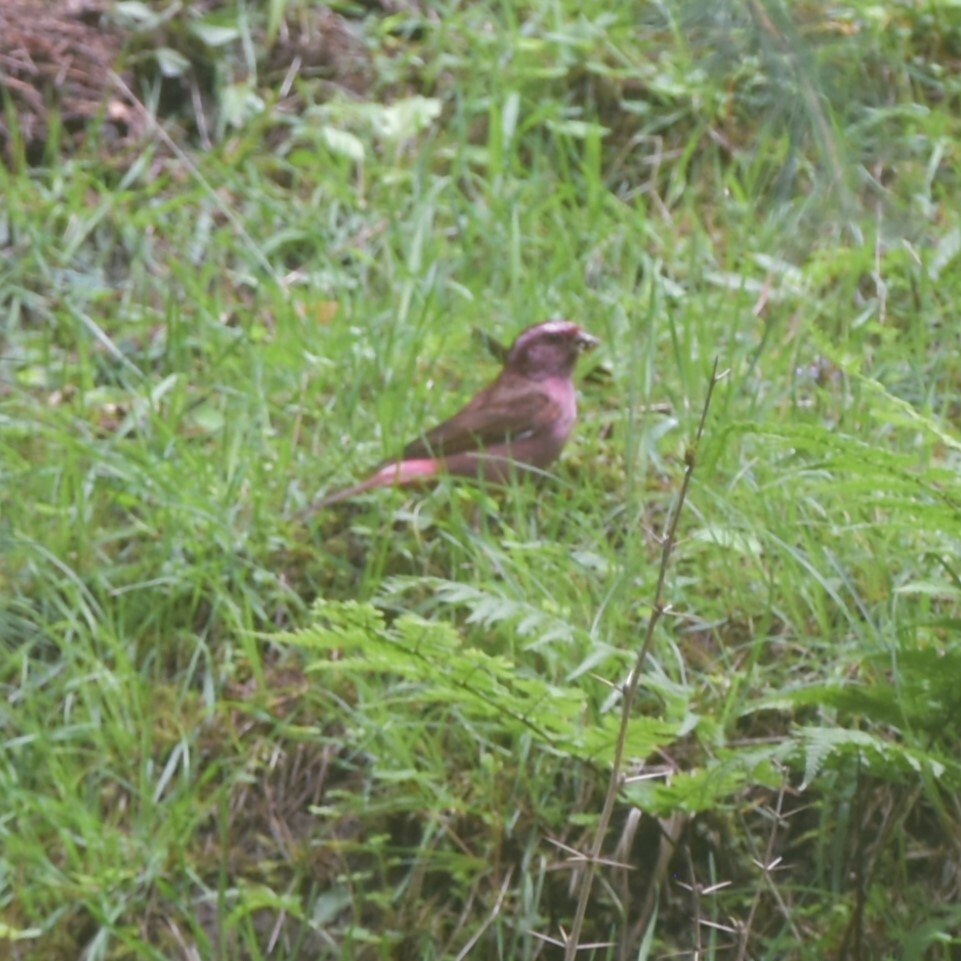 Pink-browed Rosefinch illustration