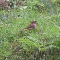 Carpodacus rodochroa
