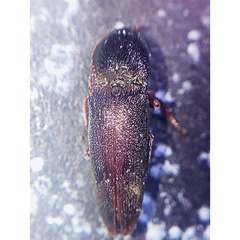 Diplostethus carolinensis