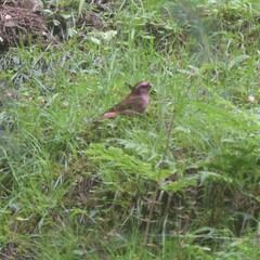 Carpodacus rodochroa