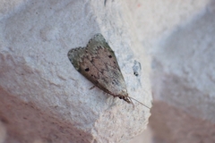 Aphomia sociella