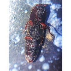 Diplostethus carolinensis