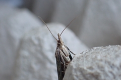Aphomia sociella